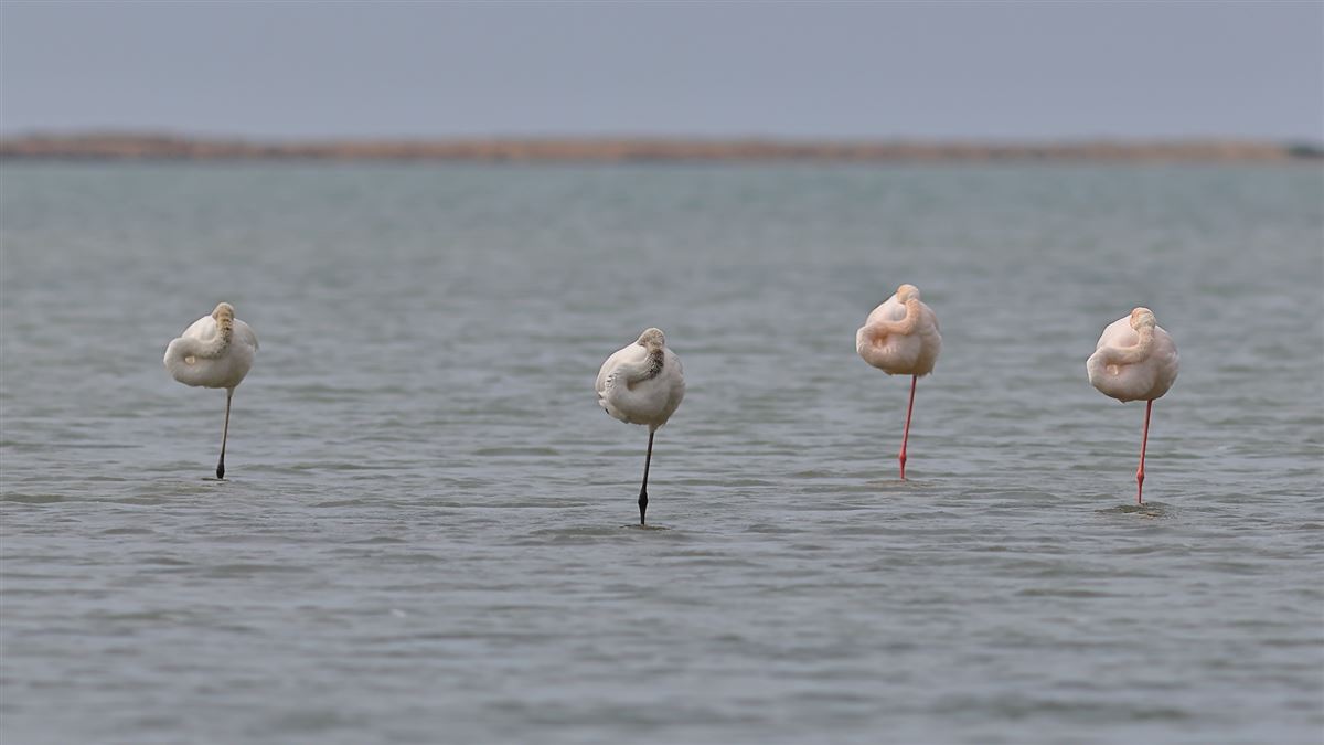 Flamingo