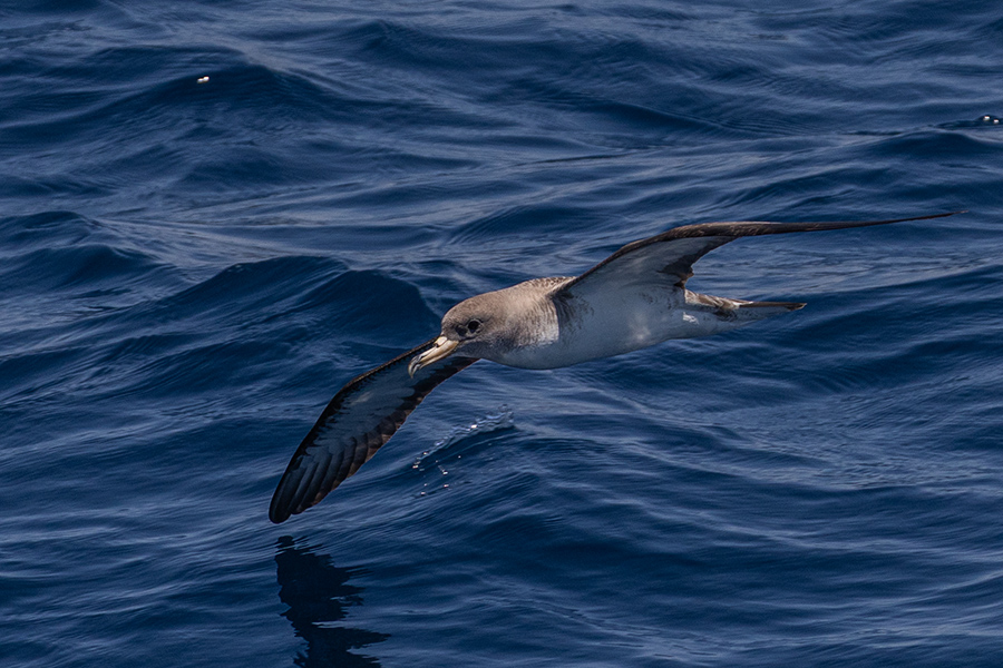 Scopoli`s Shearwater