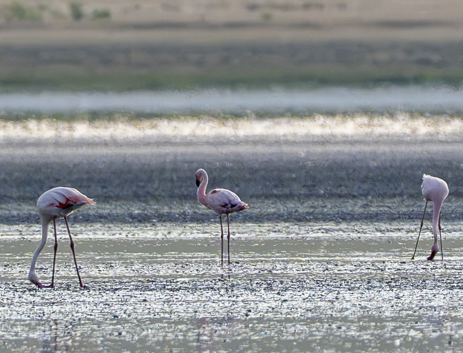 Küçük Flamingo
