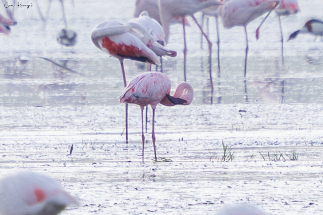 Küçük Flamingo