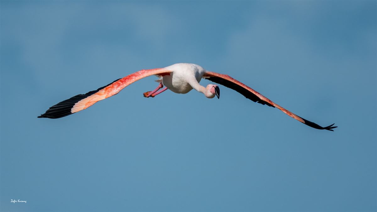 Flamingo
