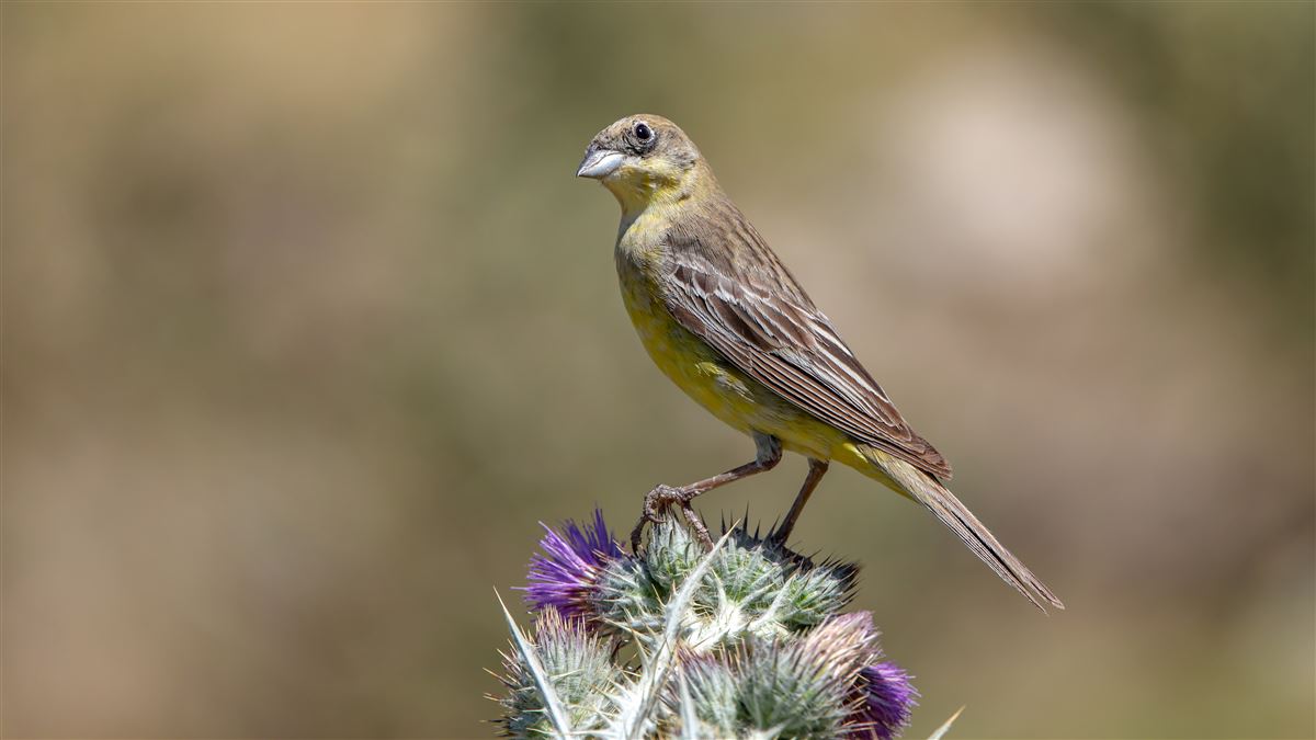 Black-headed Bunting