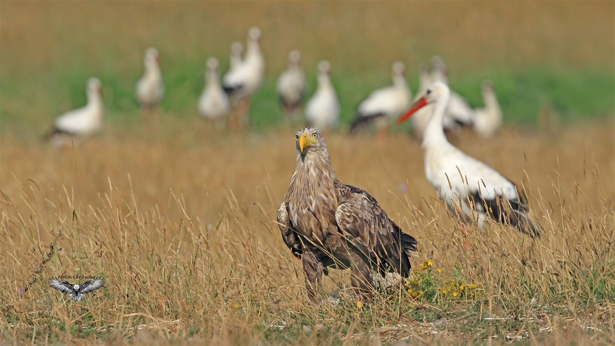 Akkuyruklu Kartal