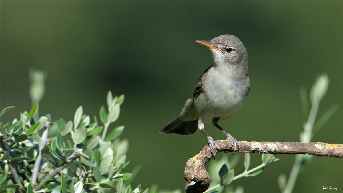 Zeytin Mukallidi