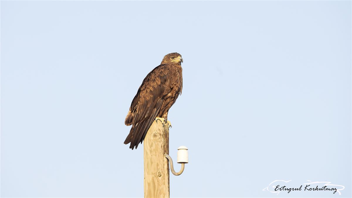 Steppe Eagle