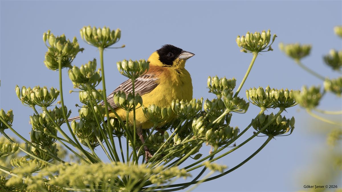 Black-headed Bunting