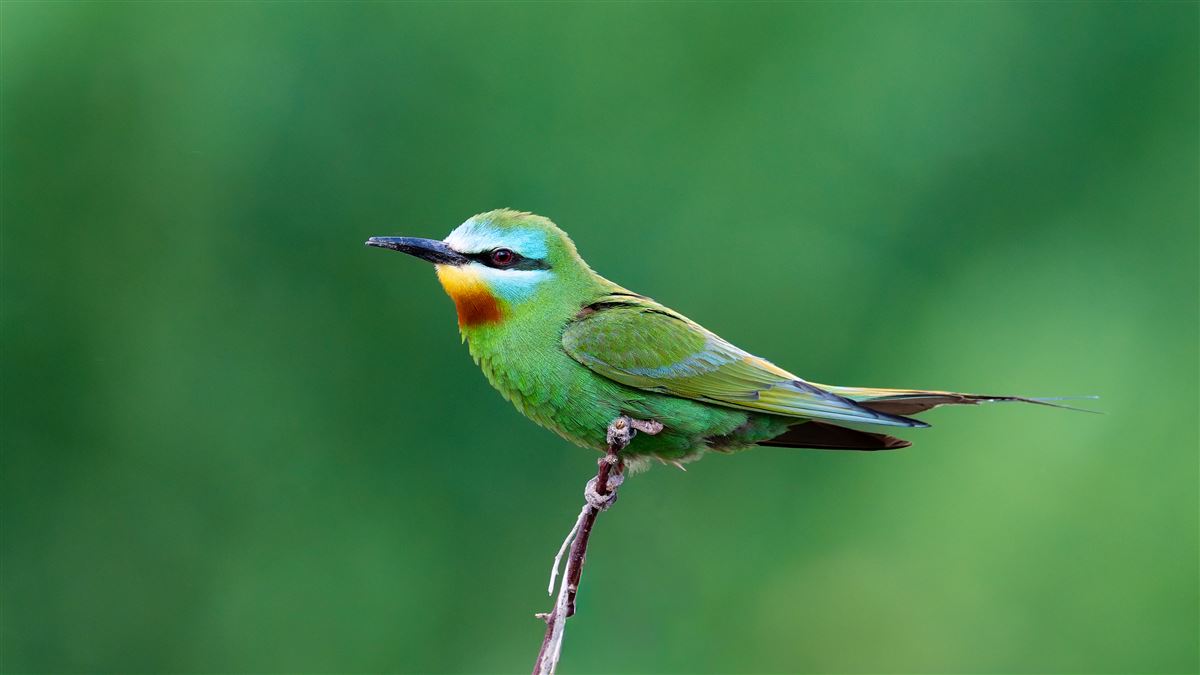 Blue-cheeked Bee-eater