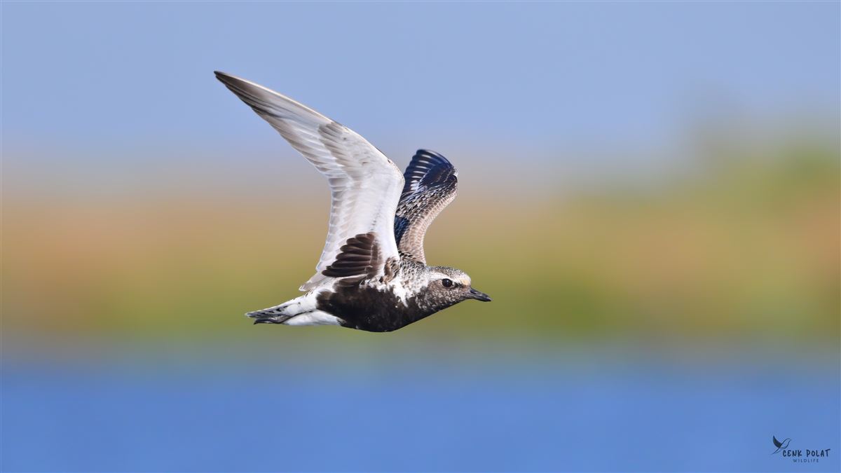 Grey Plover