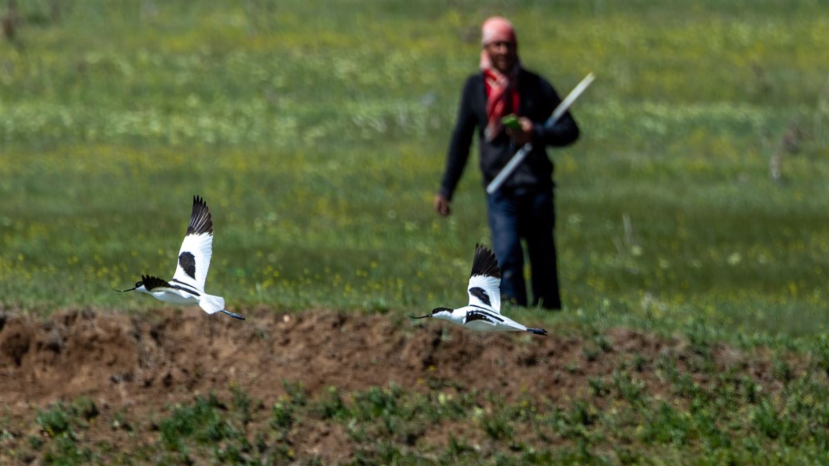 Kılıçgaga
