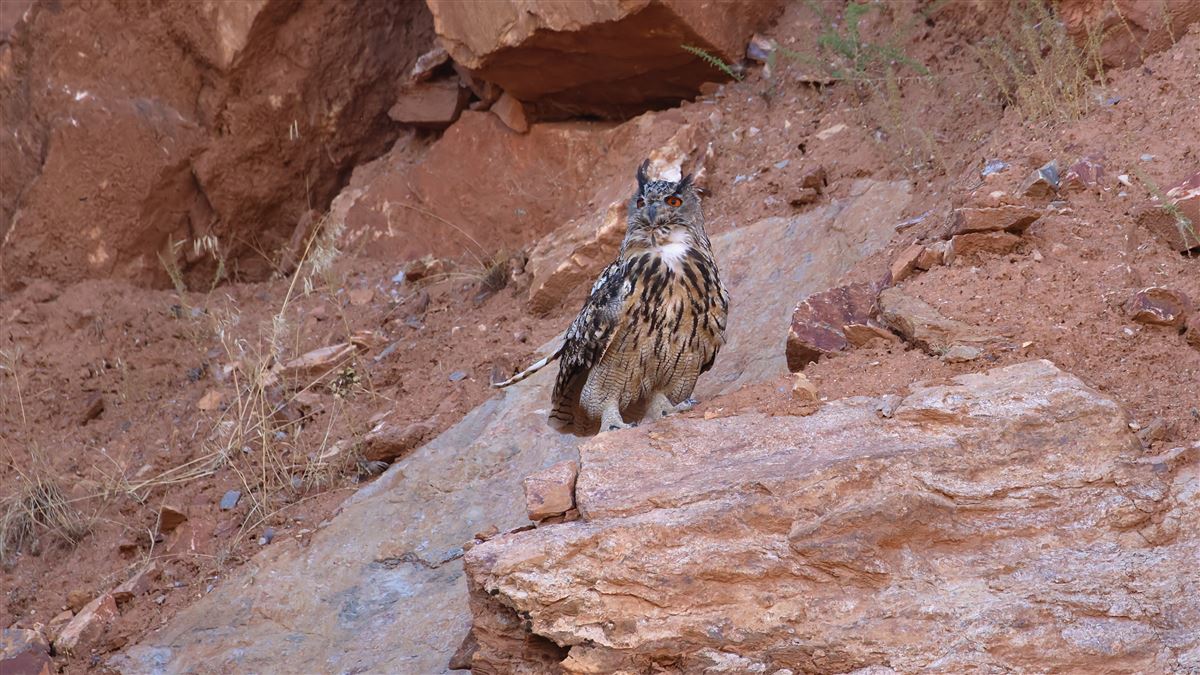 Eurasian Eagle-Owl