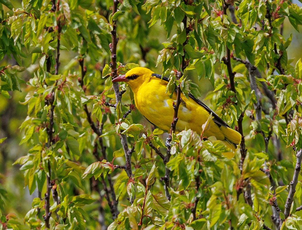 Eurasian Golden Oriole