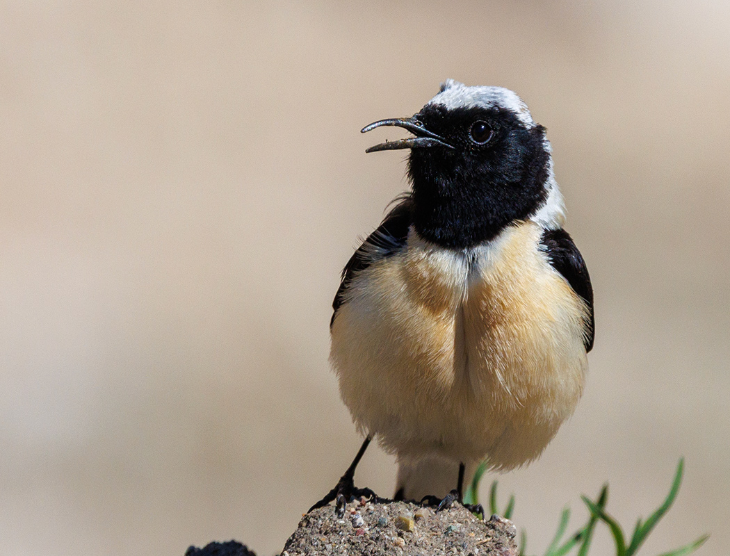 Black-eared Wheatear
