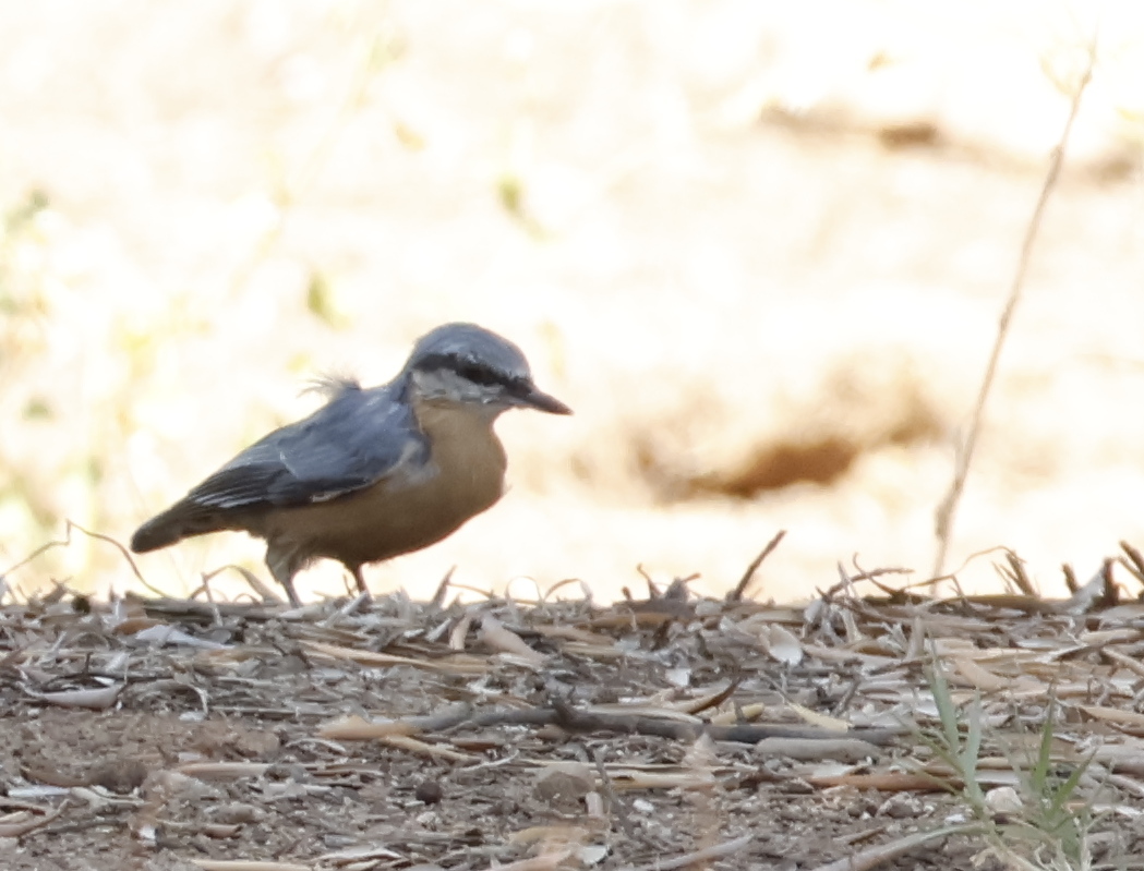 Sıvacı