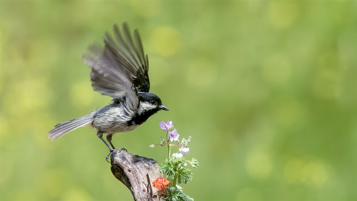 Coal Tit