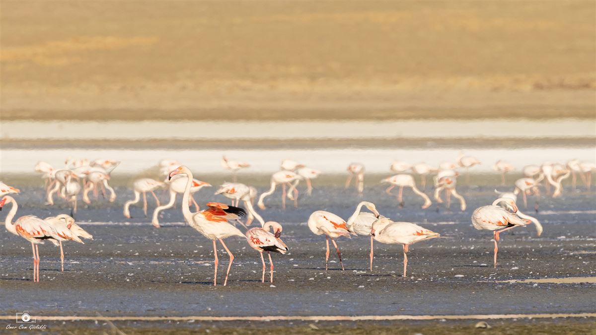 Küçük Flamingo