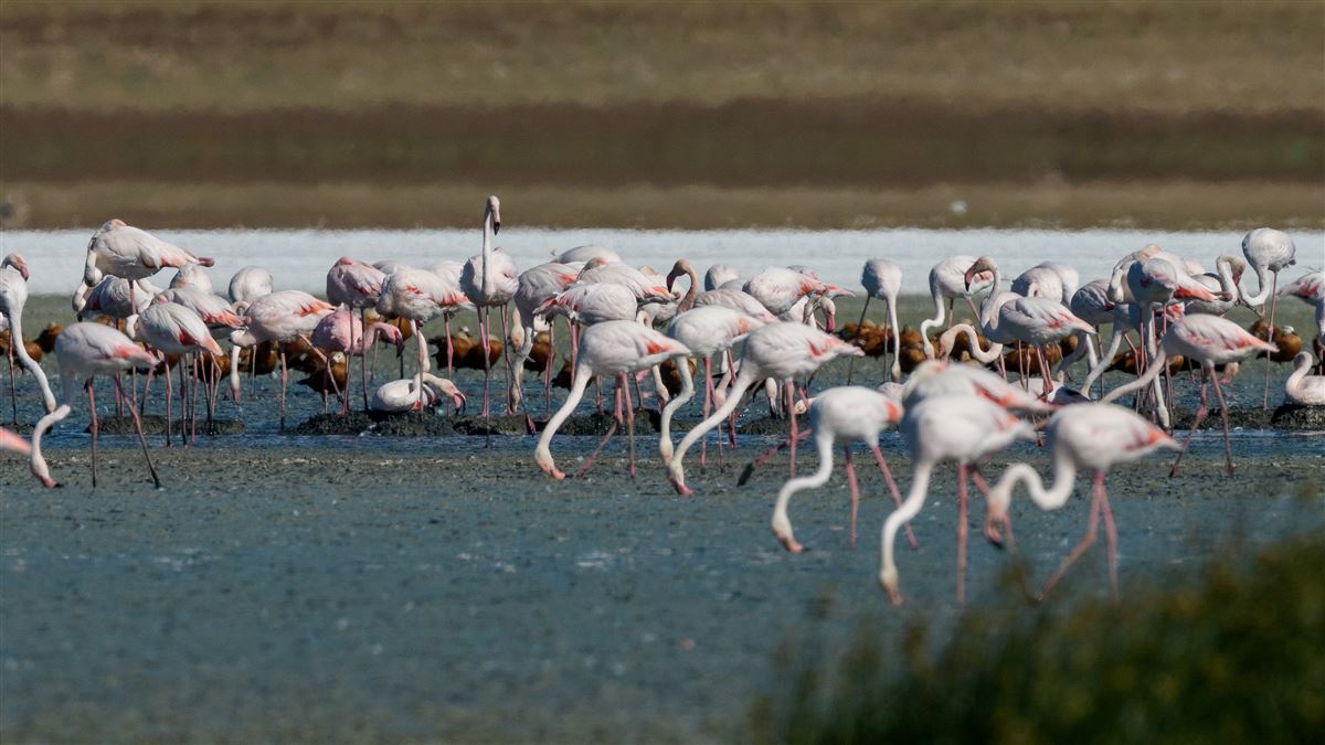 Küçük Flamingo