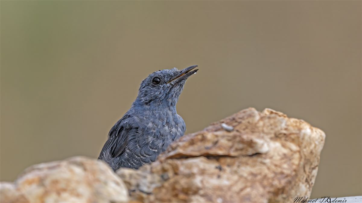 Gökardıç