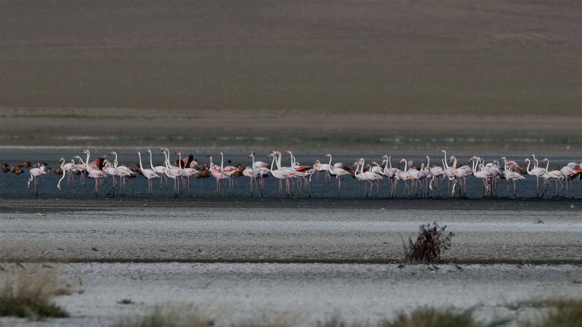Küçük Flamingo