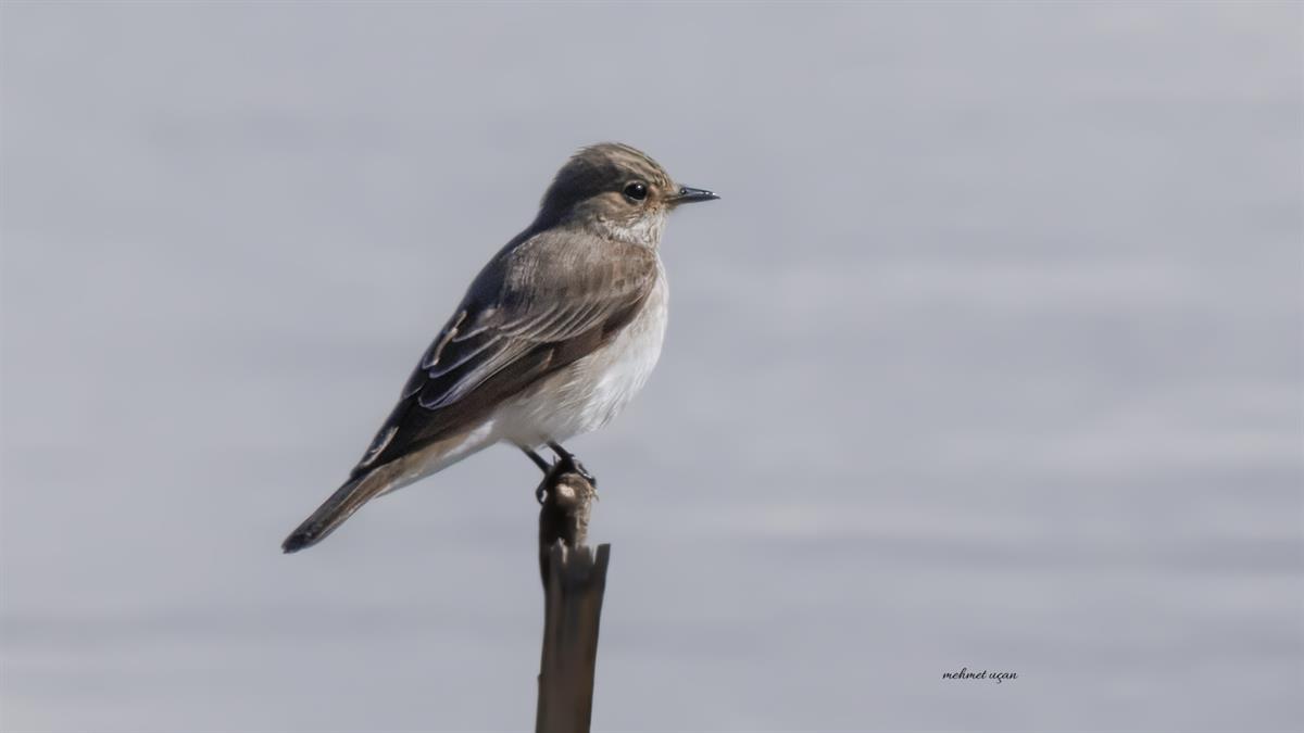 Benekli Sinekkapan