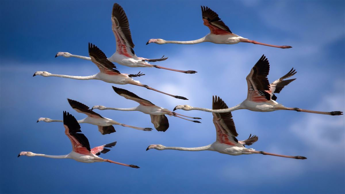 Flamingo