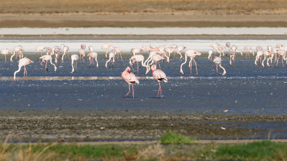 Küçük Flamingo