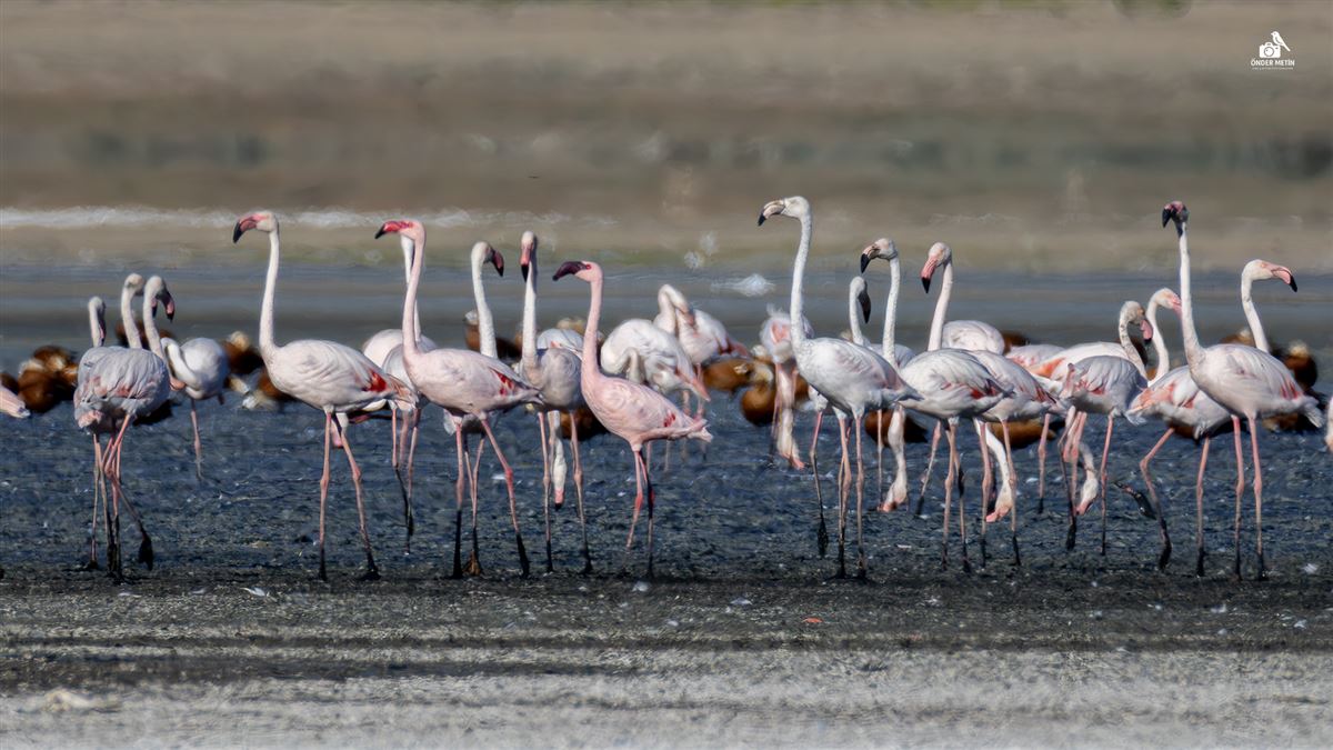 Küçük Flamingo