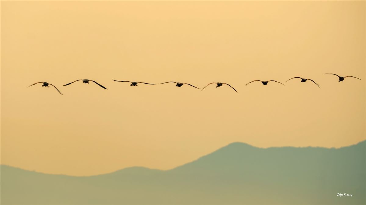 Flamingo