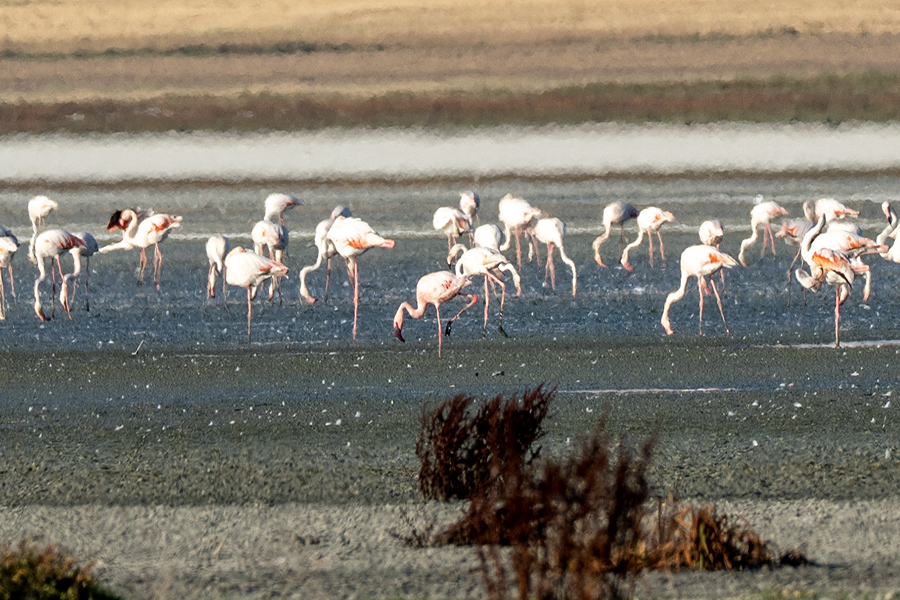 Küçük Flamingo