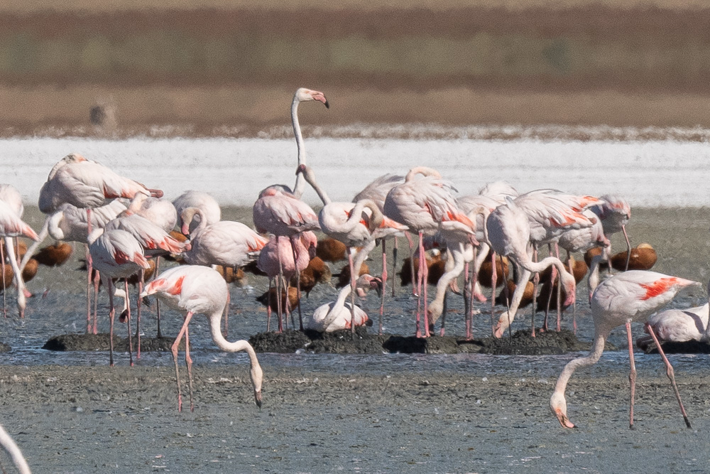 Küçük Flamingo