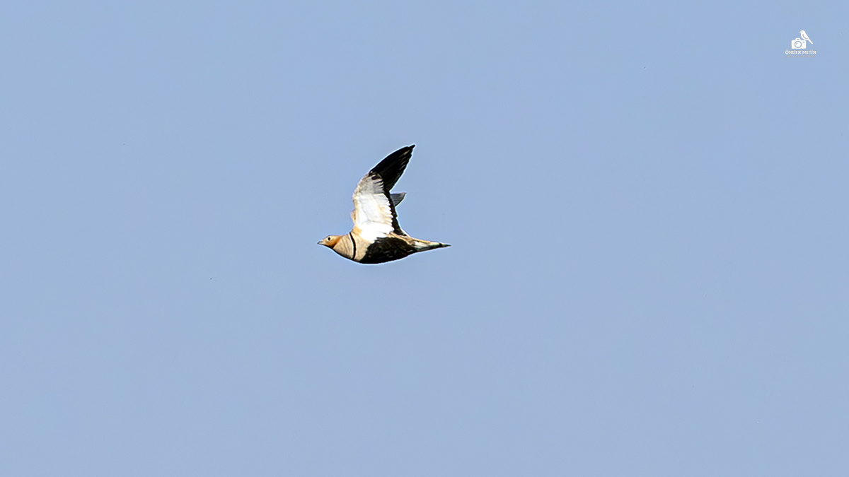 Bağırtlak