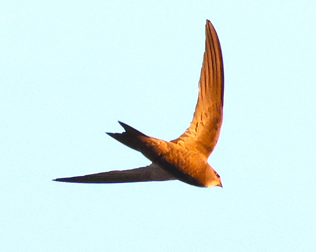 Boz Ebabil