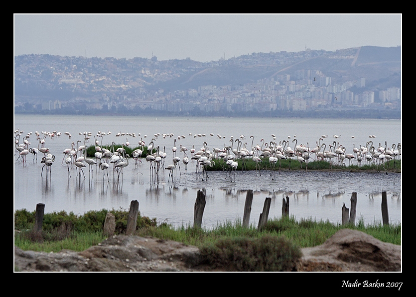 Flamingo