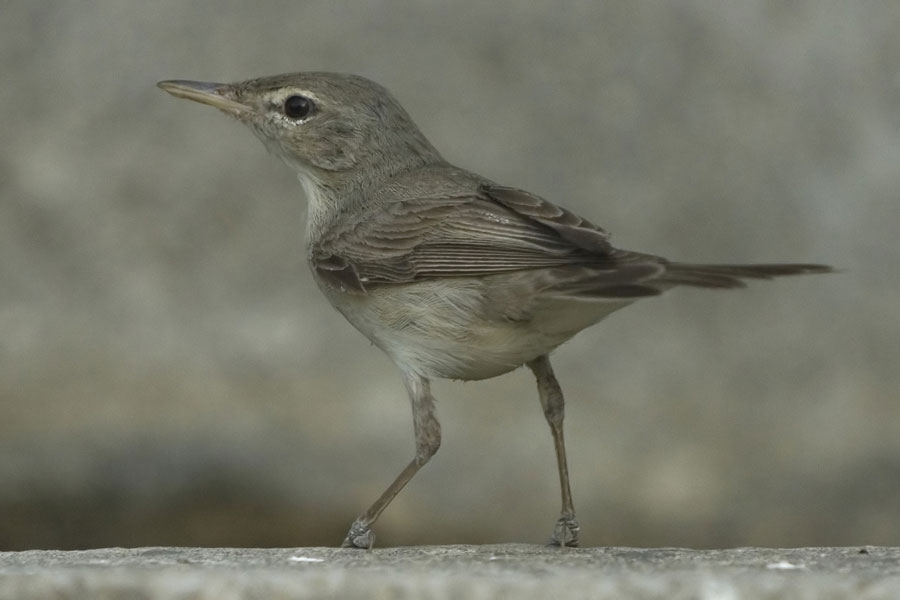 Zeytin Mukallidi