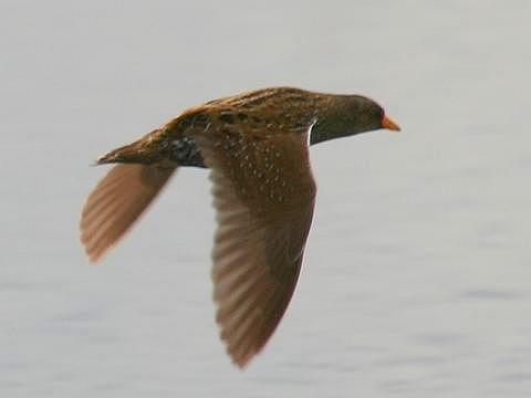 Benekli Suyelvesi