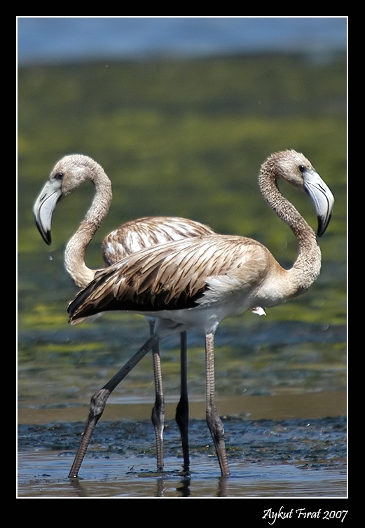 Flamingo