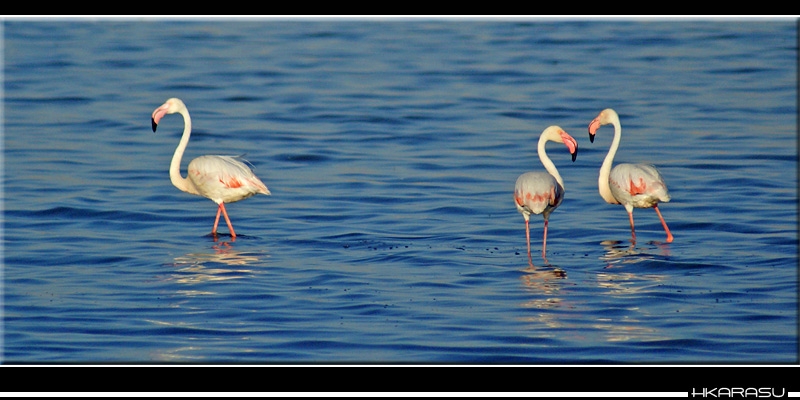 Flamingo
