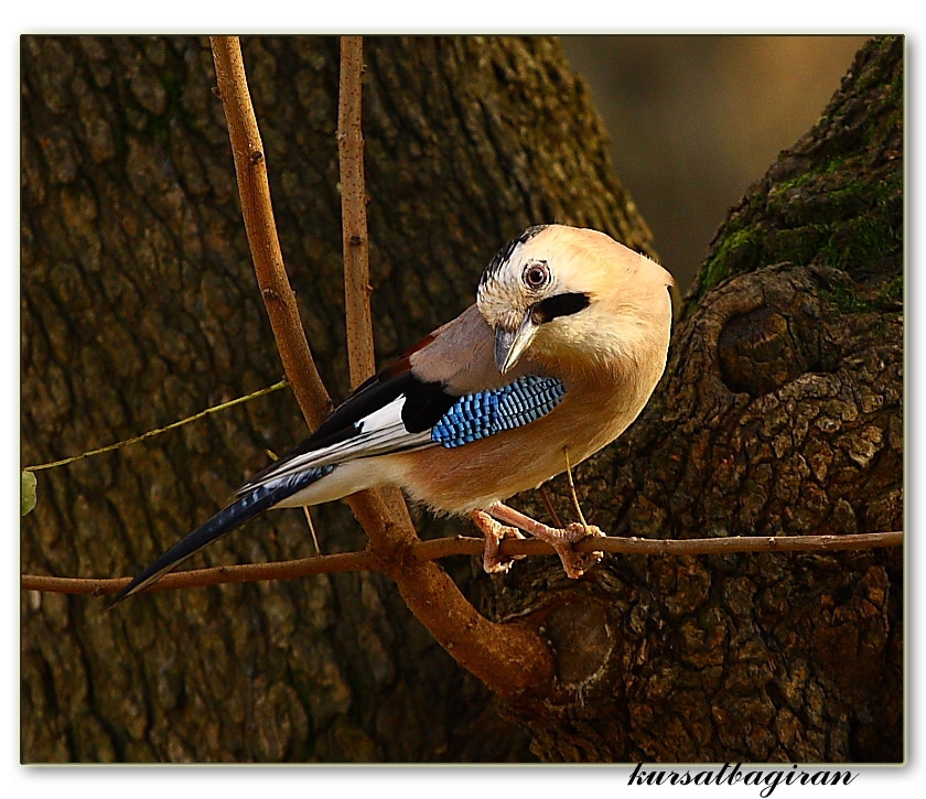 Eurasian Jay