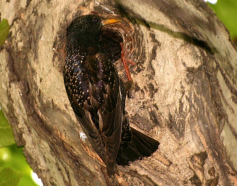 Common Starling