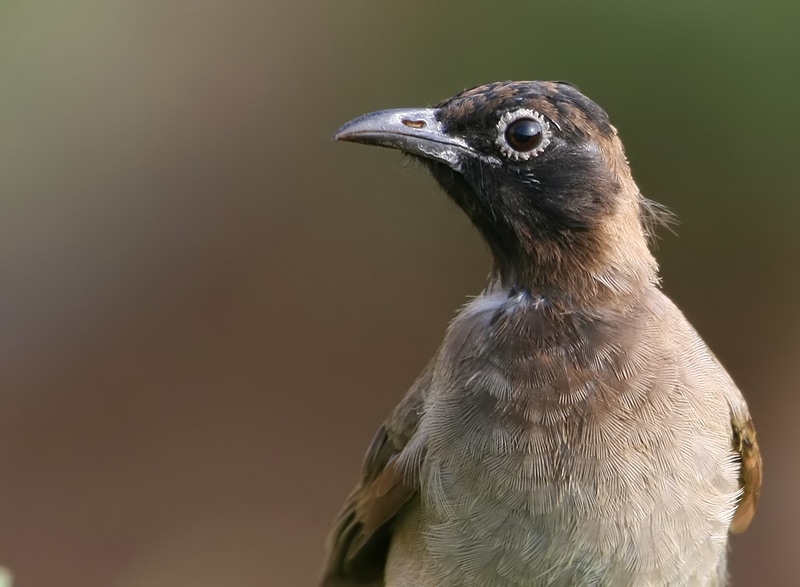 White-spectacled Bulbul
