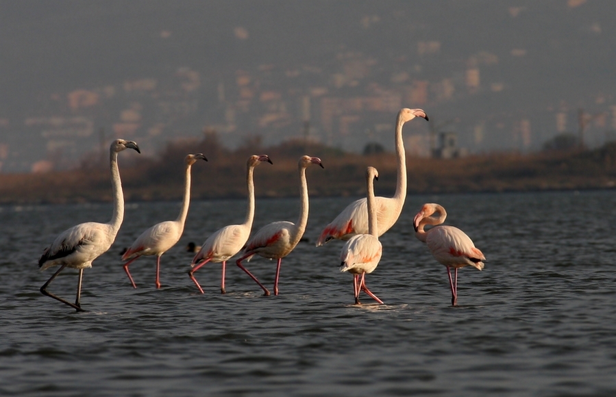 Greater Flamingo