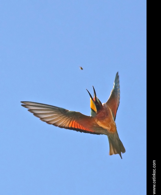 European Bee-eater