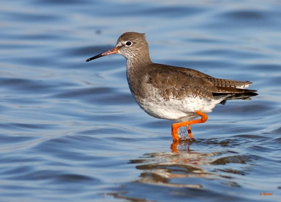 Common Redshank