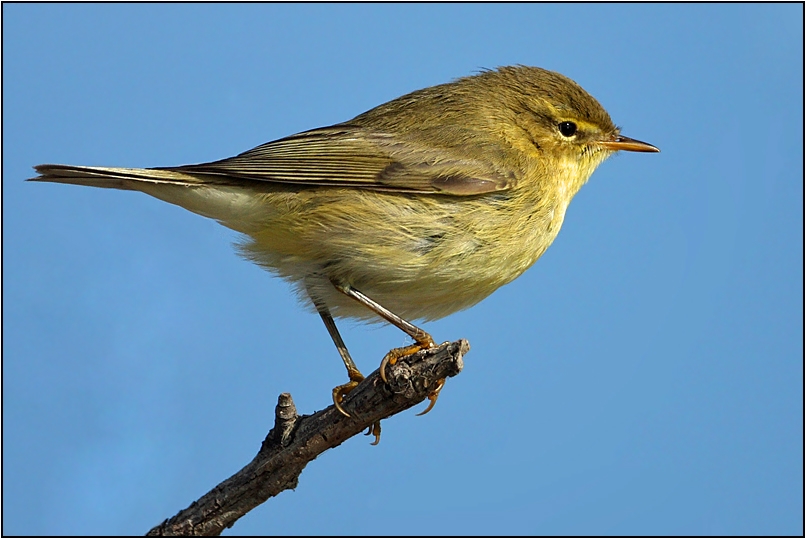 Willow Warbler