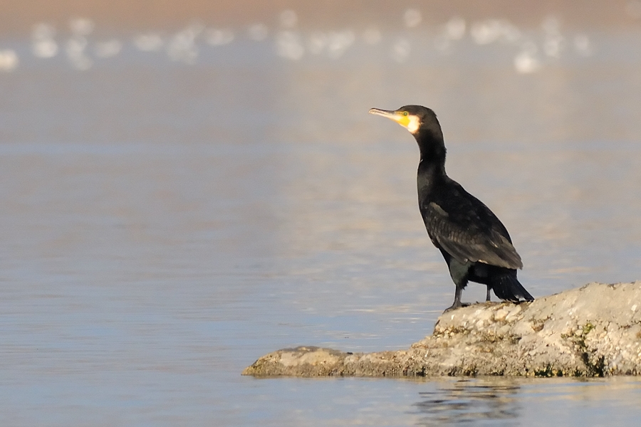 Great Cormorant