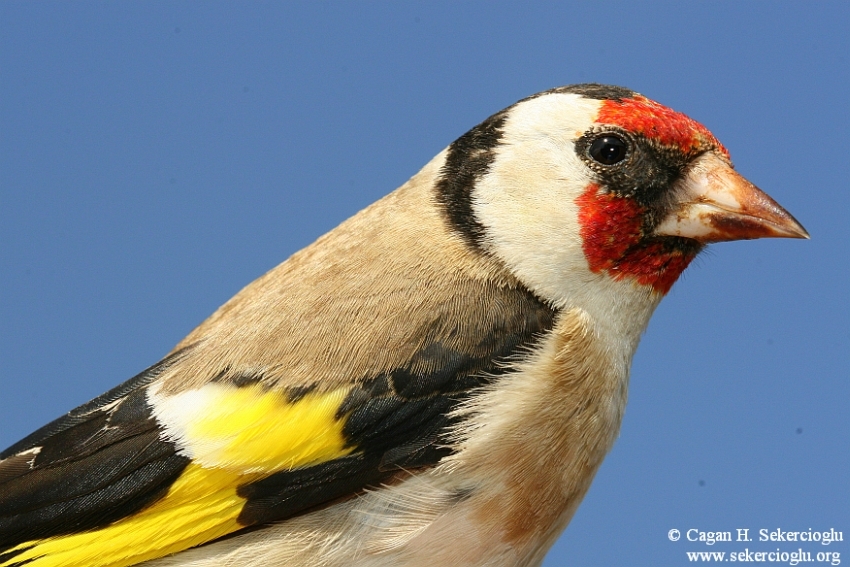 European Goldfinch