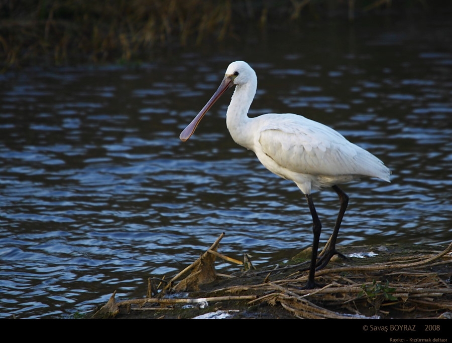 Eurasian Spoonbill