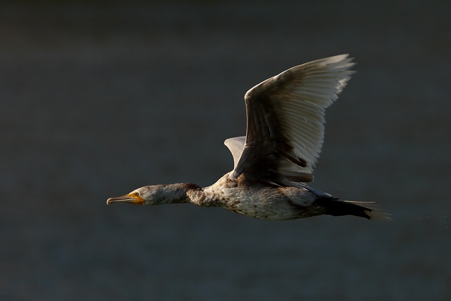Great Cormorant