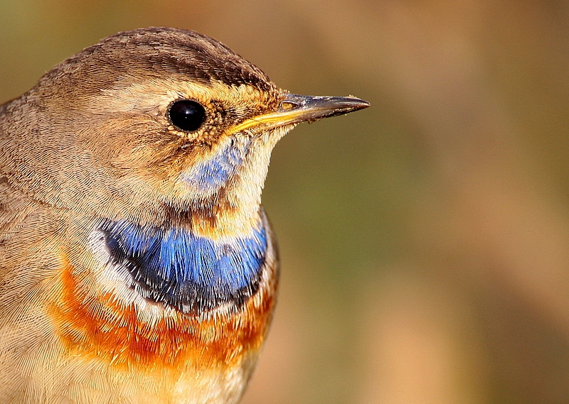 Bluethroat