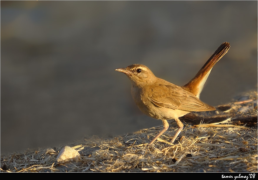 Rufous-tailed Scrub Robin