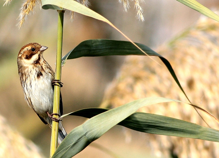 Common Reed Bunting
